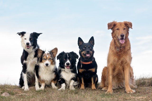 How to Protect Your Pets from Wildlife: A Comprehensive Guide